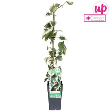 Hedera colchica 'Dentata Variegata'