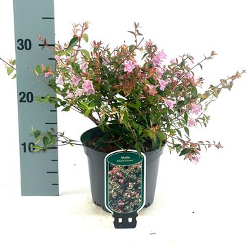 Abelia 'Edward Goucher'