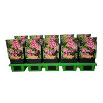 Geranium sanguineum 'Elke'