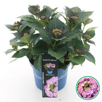 Hydrangea macrophylla ROYALTY COLLECTION TIFFANY PURPLE
