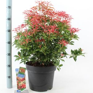 Pieris japonica 'Mountain Fire' (About Plants Zundert BV)