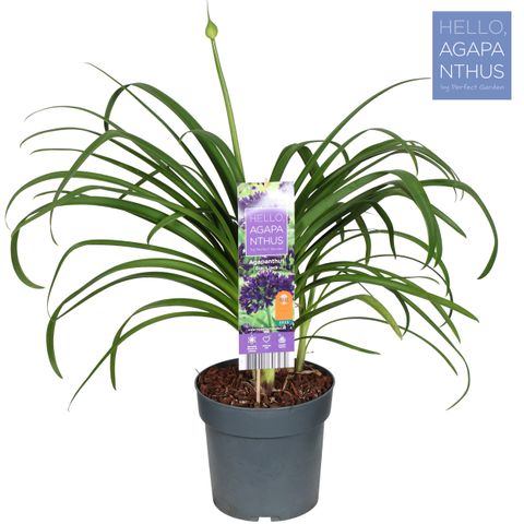 Agapanthus BLACK JACK