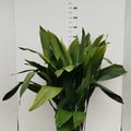 Aspidistra elatior