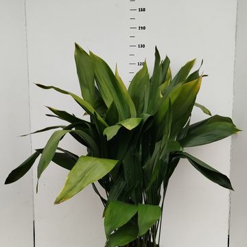 Aspidistra elatior