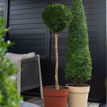 Buxus sempervirens