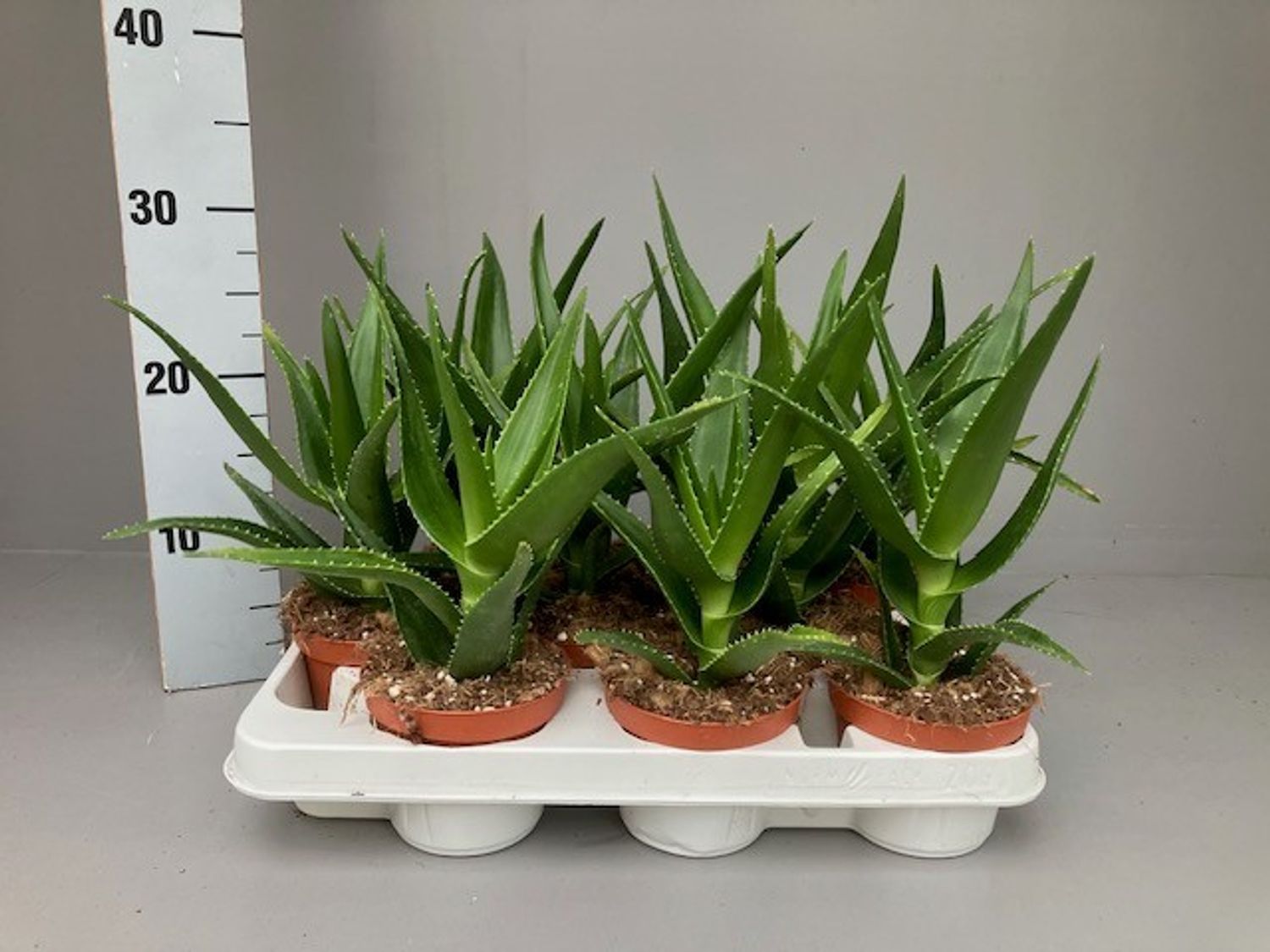 aloe vera gel nährwerte Aloe Vera Gel – 99% Bio, 355 ml – Seven Minerals DE main image 0
