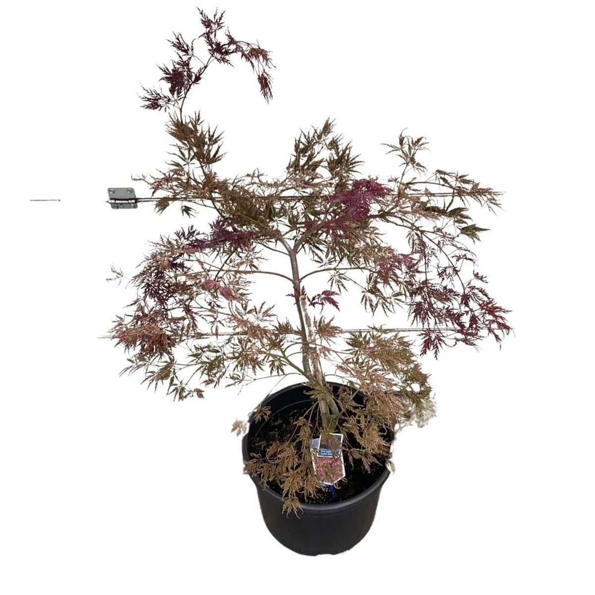 Acer Palmatum Inaba Shidare Plant Wholesale Floraccess