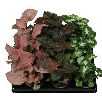 Syngonium podophyllum MIX