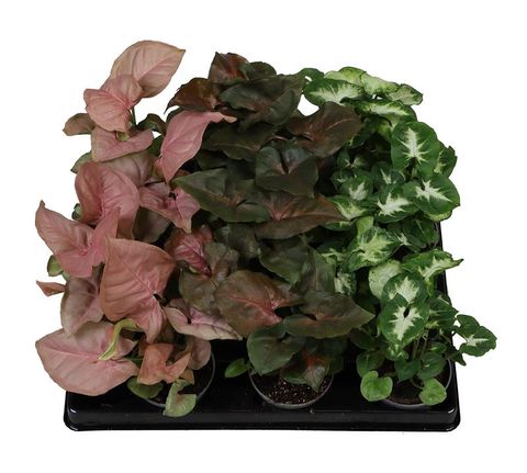 Syngonium podophyllum MIX