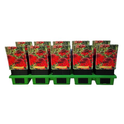 Echinacea 'Eccentric'