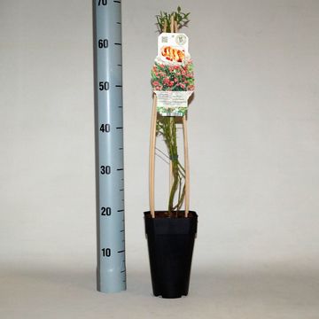 Vaccinium corymbosum 'Pink Lemonade'