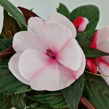 Impatiens COLORPOWER WHITE PINK EYE