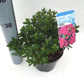 Rhododendron 'Anne Frank' (AJ)