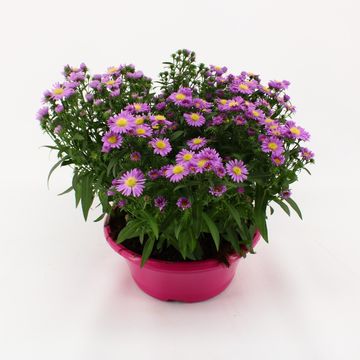 Aster MAGIC PINK