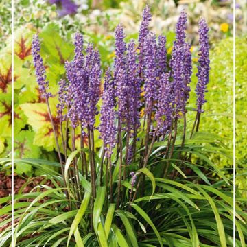 Liriope MIX