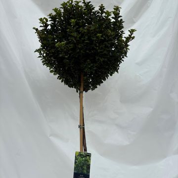 Ilex x meserveae LITTLE RASCAL