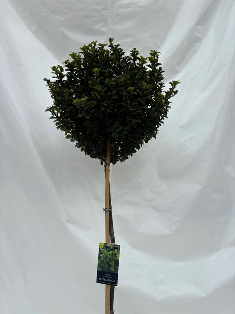 Ilex x meserveae LITTLE RASCAL