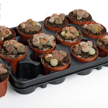 Lithops MIX