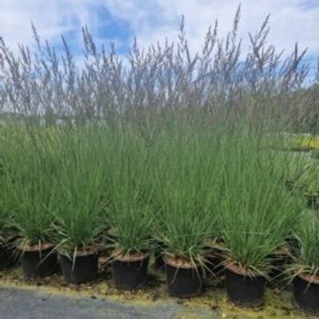 Molinia caerulea 'Edith Dudszus'