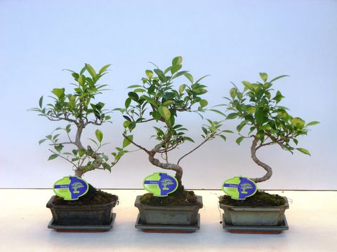 Ficus microcarpa