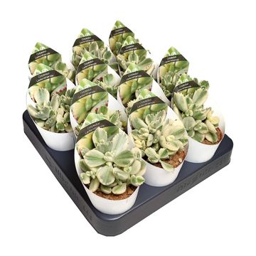 Cotyledon ladismithiensis 'Variegata'
