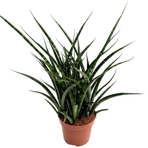 Sansevieria 'Zebra' — Plant Wholesale FlorAccess