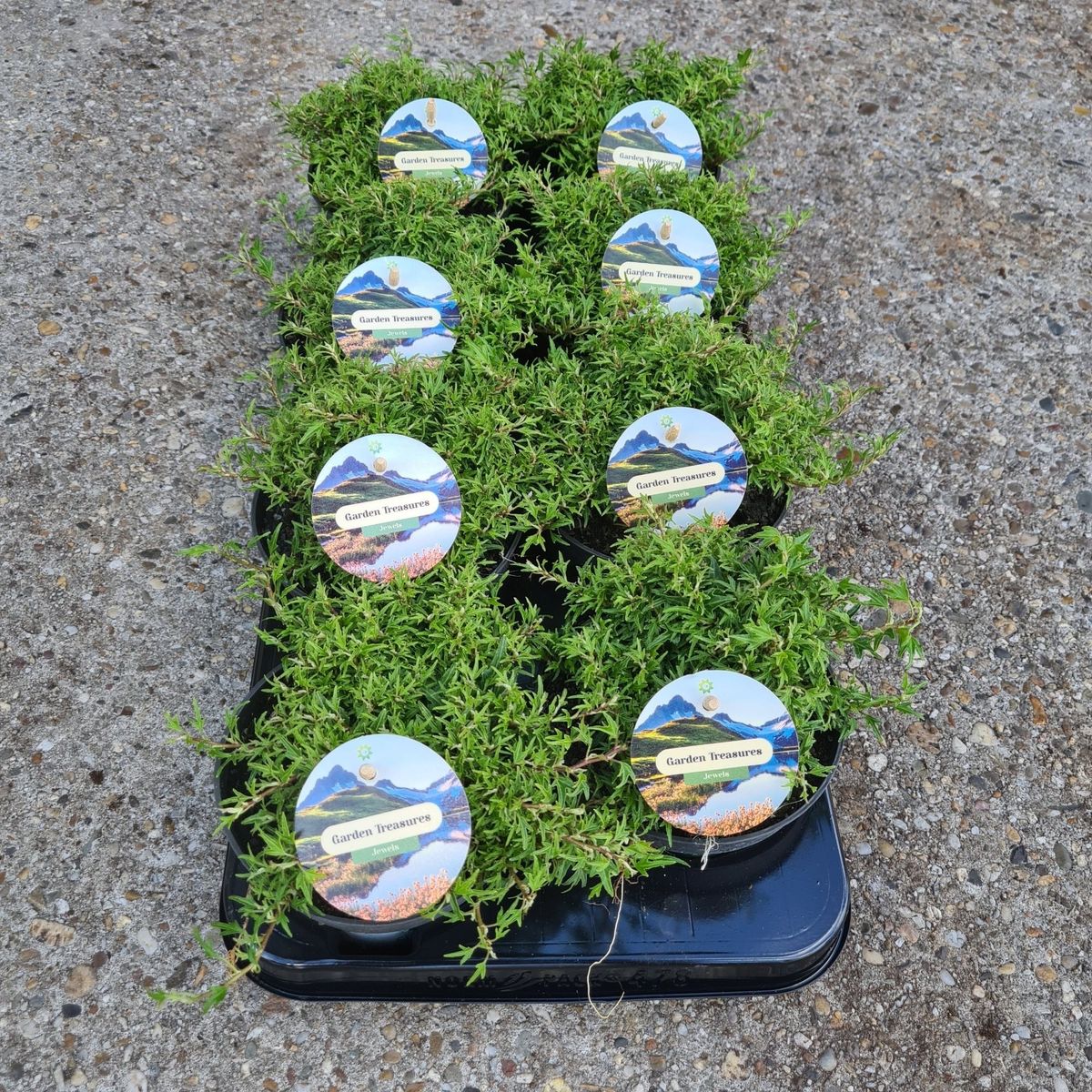 Hedera Helix Dyinnii Plant Wholesale FlorAccess hedera-helix-dyinnii-plant-wholesale-floraccess