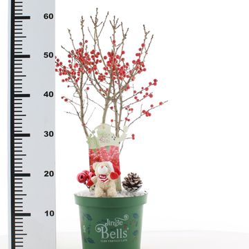Ilex verticillata 'Jingle Bells'