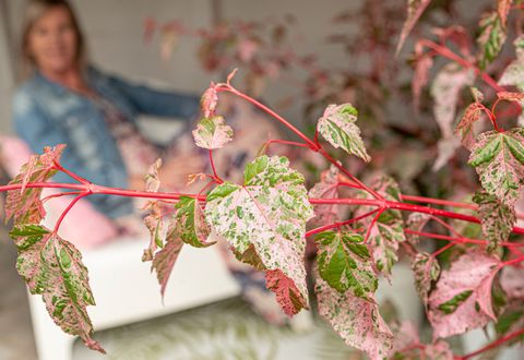 Acer x conspicuum 'Red Flamingo'