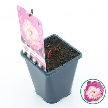 Paeonia LACTIFLORA MIX