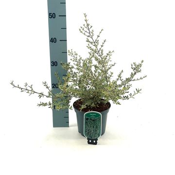 Coprosma x kirkii 'Variegata'