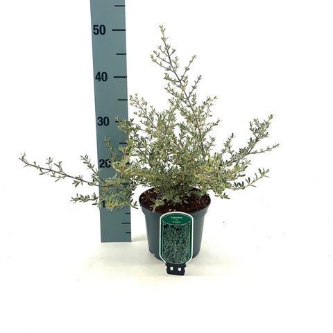 Coprosma x kirkii 'Variegata'