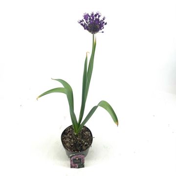Allium aflatunense 'Purple Sensation'