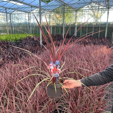 Cordyline australis 'Can Can'