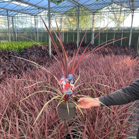 Cordyline australis 'Can Can'