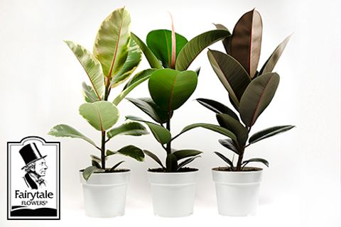 Ficus elastica MIX