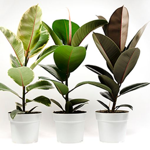 Ficus elastica MIX