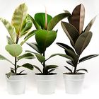 Ficus elastica MIX