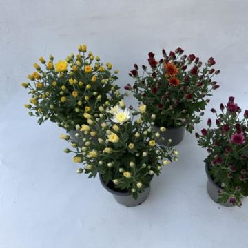 Chrysanthemum INDICUM MIX