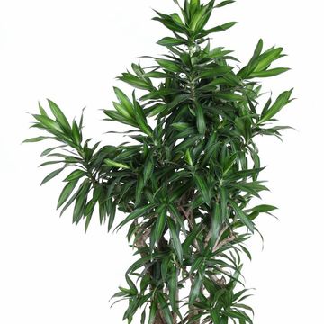 Dracaena reflexa 'Song of Jamaica'