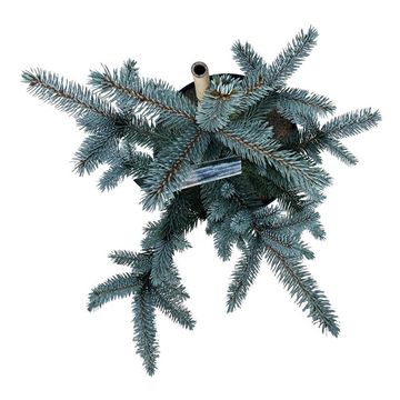 Picea pungens 'Hoopsii'