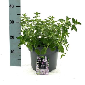 Nepeta 'Six Hills Giant'