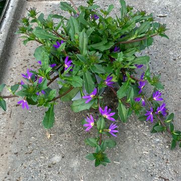 Scaevola aemula