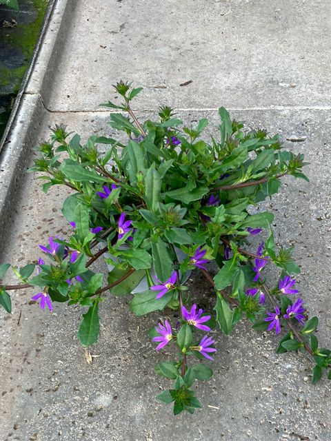 Scaevola aemula
