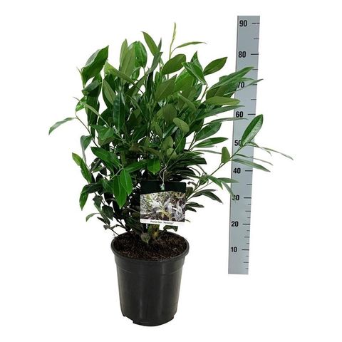 Prunus laurocerasus 'Herbergii'
