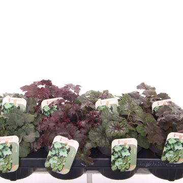 Heuchera MIX