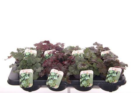 Heuchera MIX