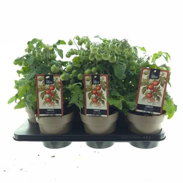 Solanum lycopersicum 'Reto'