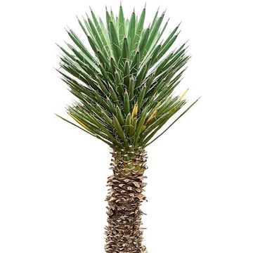 Yucca filifera
