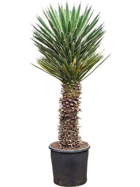 Yucca filifera
